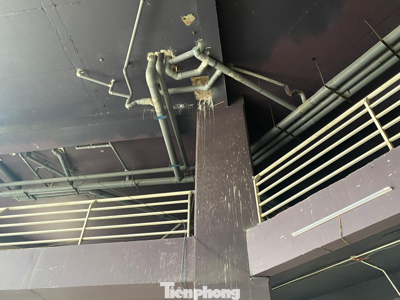 Và cả trên trần nhà.