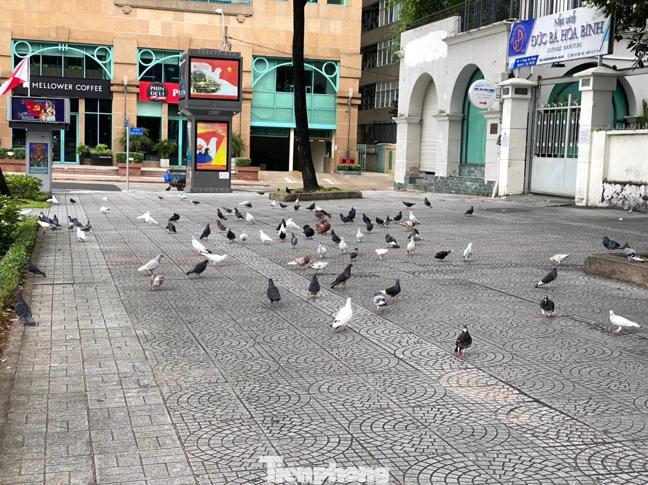 Bồ câu đậu trên vỉa hè. Bồ câu đậu trên vỉa hè.