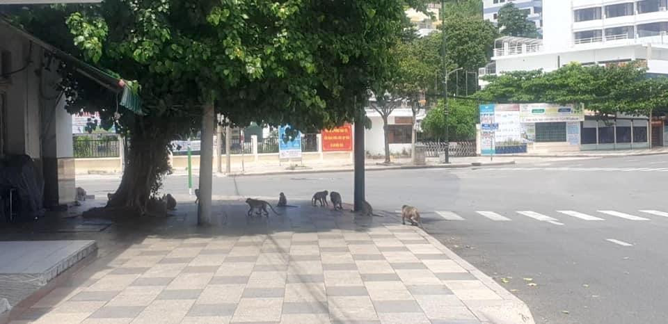 Chiều ngày 16/7, lần đầu tiên ở TP.Vũng Tàu, tỉnh Bà Rịa-Vũng Tàu, xuất hiện 1 đàn khoảng 10 con khỉ trên đường phố. Ảnh: Trần Anh Tuấn.