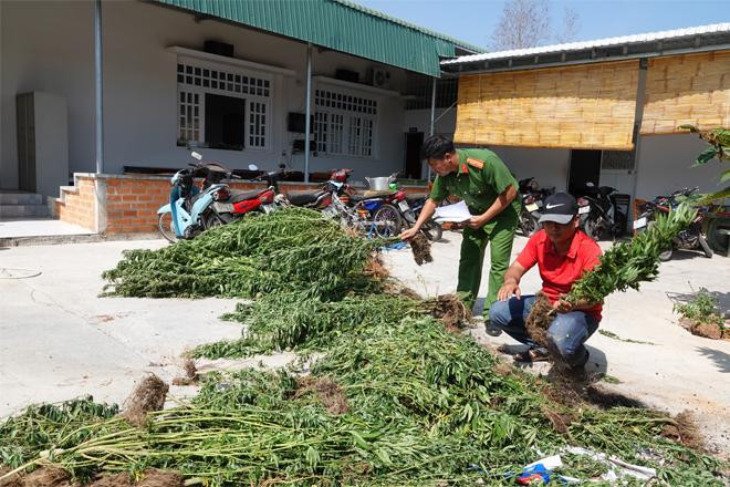 Số cần sa thu được tại nhà của ông Glen Jeffrey Evans. Số cần sa thu được tại nhà của ông Glen Jeffrey Evans.