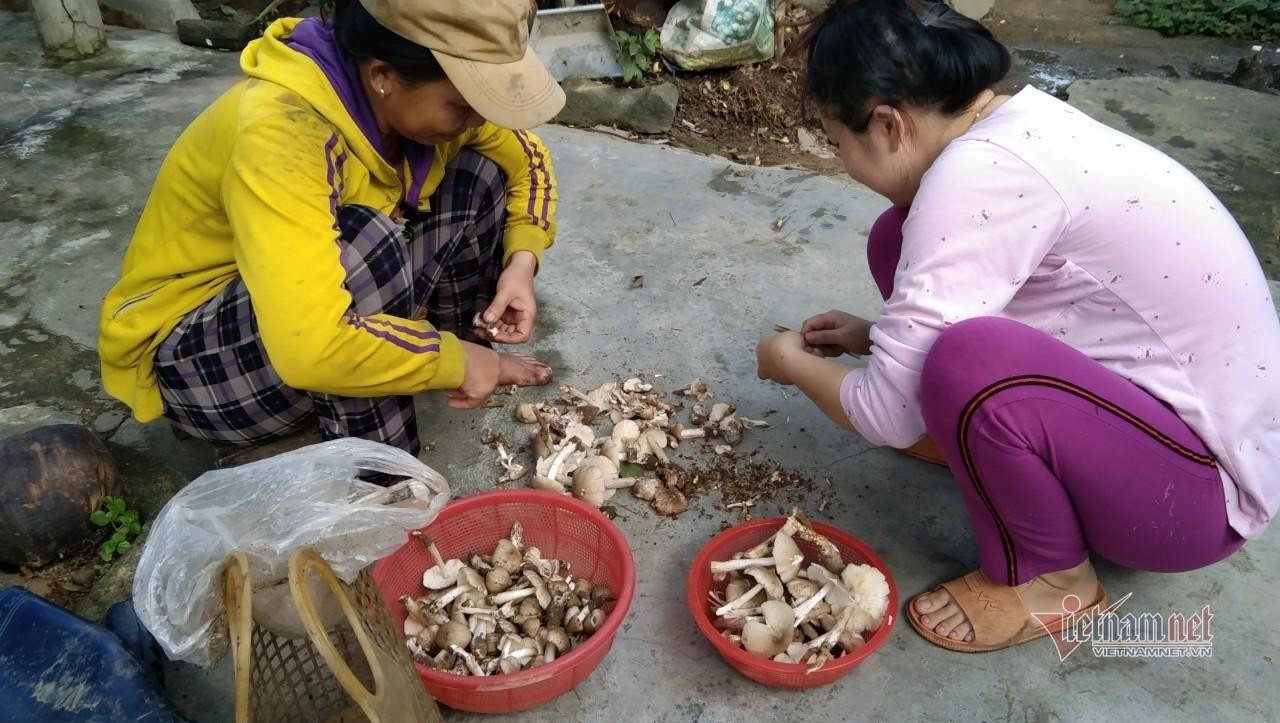 Nấm mối là một loại nấm được trời ban cho nên được xem là “vua” của các loài nấm