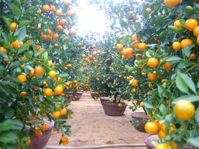 Quất cảnh Hội An chờ xuất bán . Quất cảnh Hội An chờ xuất bán