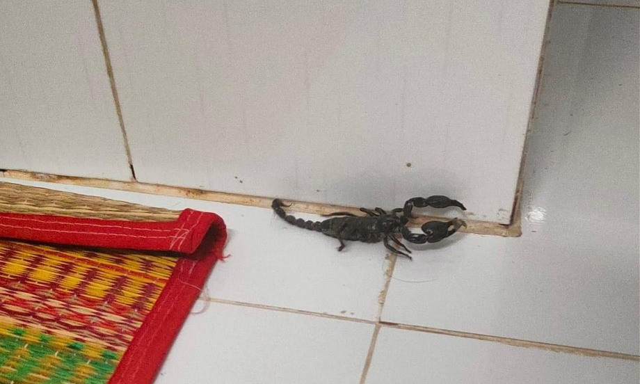 Tinh dầu sả chanh, bạc hà, tràm... có tác dụng đuổi côn trùng rất tốt.