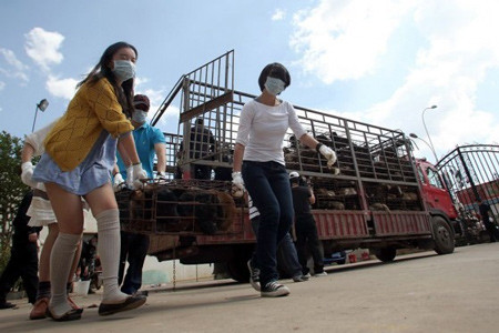 200 TNV đã gây sức ép để đưa những chú chó ra khỏi xe 