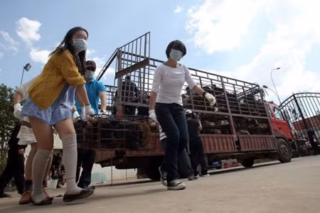 200 TNV đã gây sức ép để đưa những chú chó ra khỏi xe 