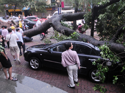 Cây xà cừ cổ thụ đè bẹp hai ô tô trên phố Lý Thường Kiệt. Ảnh: Tuấn Nguyễn
