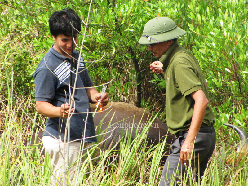 Chuyên gia gây tê tiếp cận khống chế trực tiếp con vật 