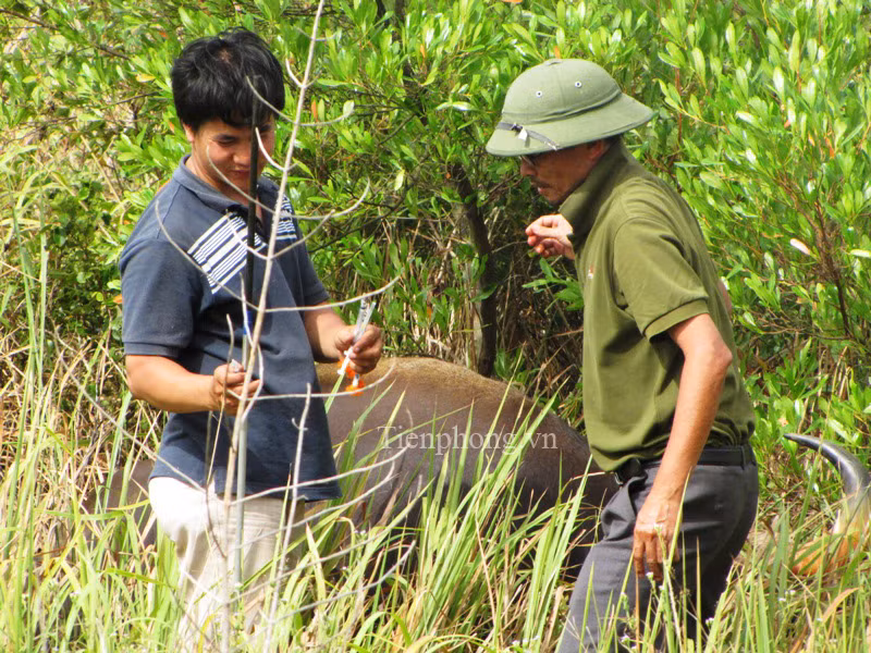 Chuyên gia gây tê tiếp cận khống chế trực tiếp con vật 