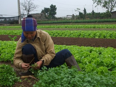 Rau xanh tăng trưởng chậm do rét đậm tại Vân Nội, huyện Đông Anh. Ảnh: D.H