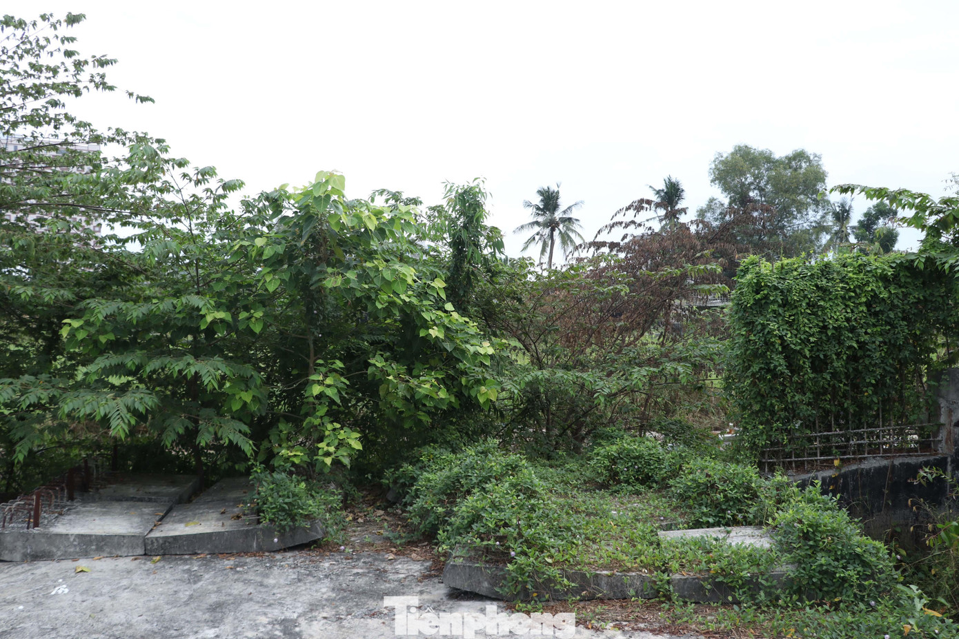 Ghi nhận của phóng viên, sau thời gian ngừng thi công, cây cỏ mọc um tùm, nhiều trang thiết bị, vật liệu xây dựng chất đống tại công trường thi công dở dang.