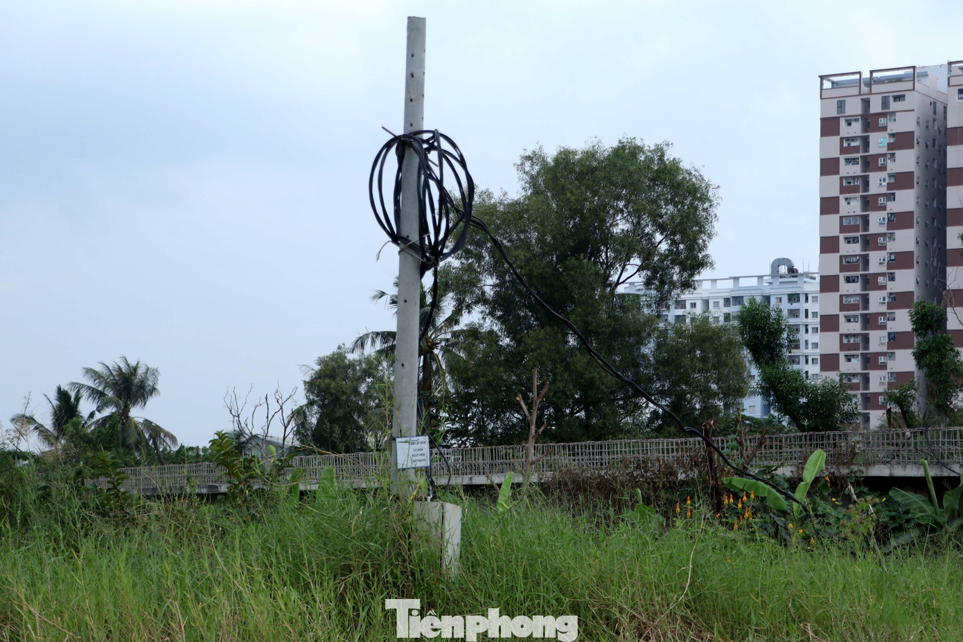 Một trụ điện đã bị cỏ bao phủ