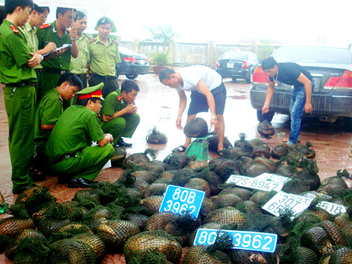 Hơn 4 tạ tê tê. Hơn 4 tạ tê tê