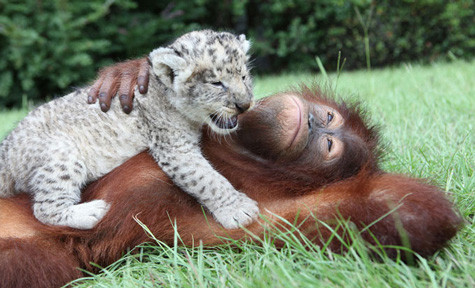 Tiếng của lão tất nhiên khác hẳn tiếng của loài sư tư, những chẳng hiểu sao lão biết nói chuyện với hai “sắp nhỏ” làm chúng rất thích