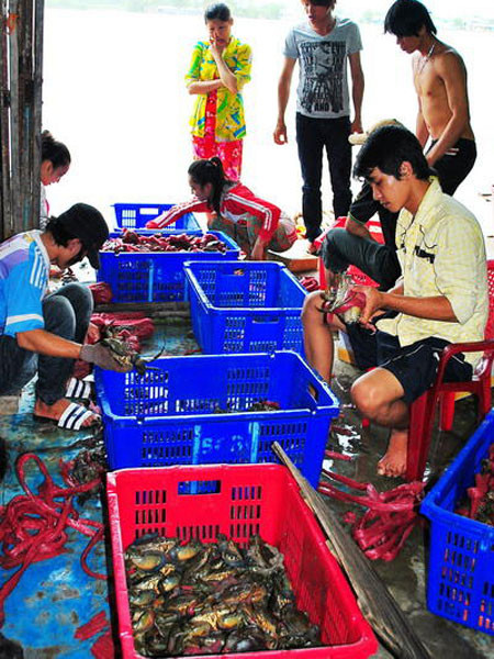  Thu gom cua biển ở thị trấn Năm Căn