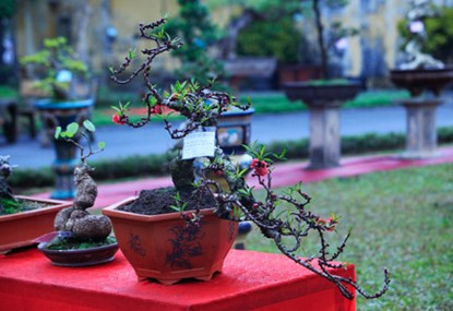 Cận cảnh đào Thất Thốn tiến vua tuyệt đẹp chơi Tết ảnh 9