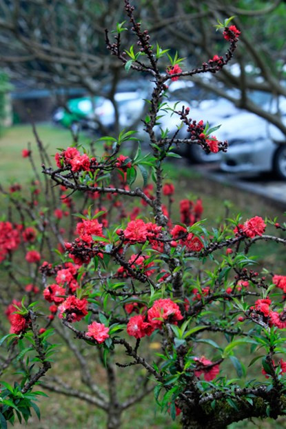 Cận cảnh đào Thất Thốn tiến vua tuyệt đẹp chơi Tết ảnh 3