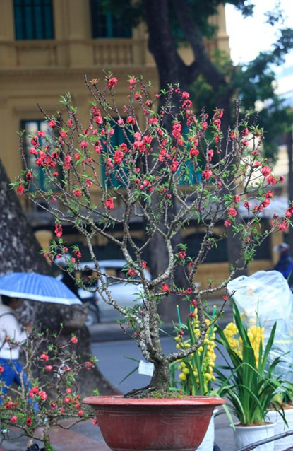 Cận cảnh đào Thất Thốn tiến vua tuyệt đẹp chơi Tết ảnh 12