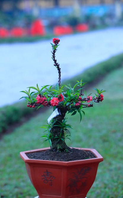 Cận cảnh đào Thất Thốn tiến vua tuyệt đẹp chơi Tết ảnh 10