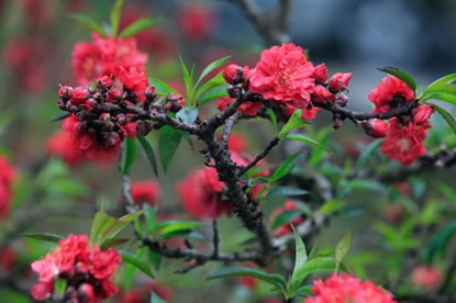 Cận cảnh đào Thất Thốn tiến vua tuyệt đẹp chơi Tết ảnh 4