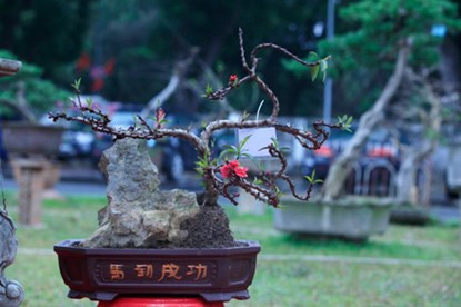 Cận cảnh đào Thất Thốn tiến vua tuyệt đẹp chơi Tết ảnh 8