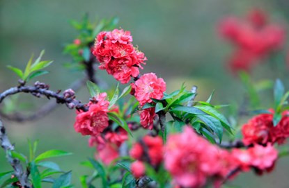 Cận cảnh đào Thất Thốn tiến vua tuyệt đẹp chơi Tết ảnh 6