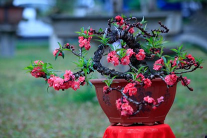 Cận cảnh đào Thất Thốn tiến vua tuyệt đẹp chơi Tết ảnh 1