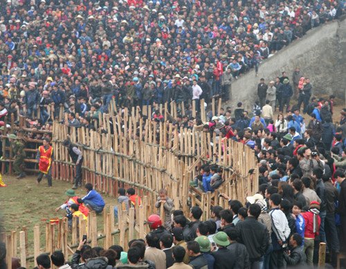 Nhiều người đổ xuống xen giữa hàng rào sới chọi trong lẫn ngoài Ảnh: Xuân Tùng