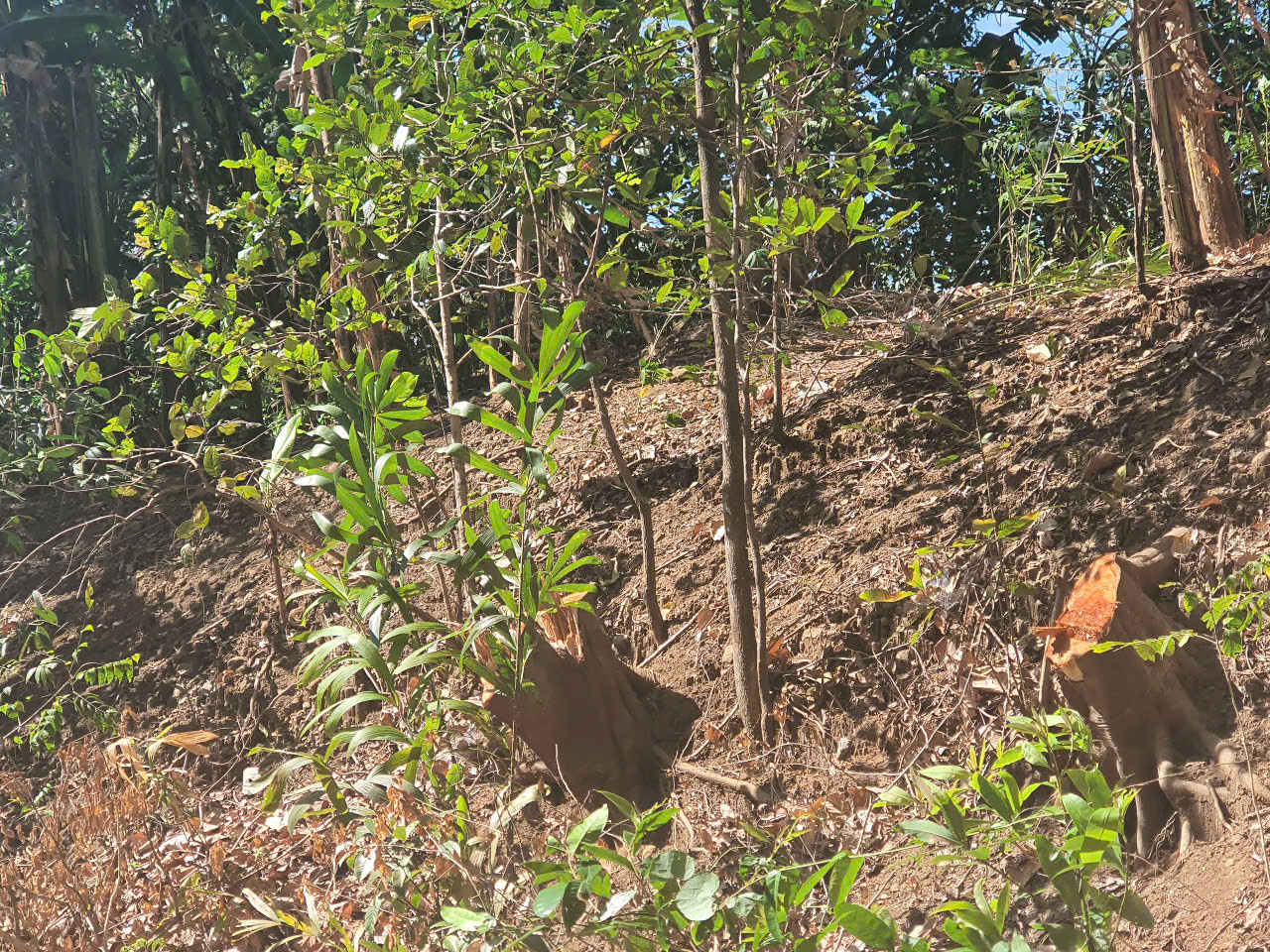 Hiện trường vụ phá rừng. Hiện trường vụ phá rừng.