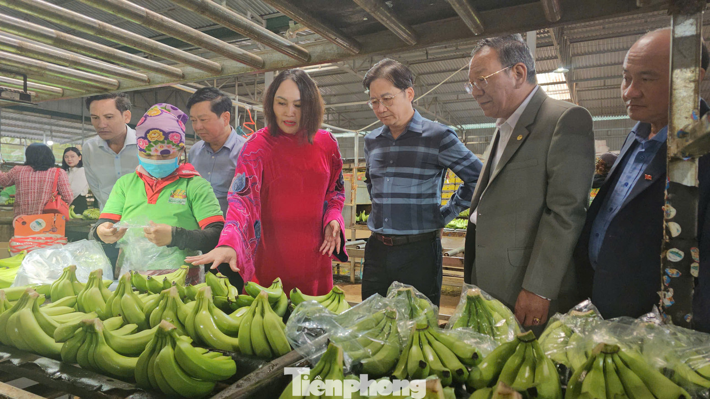 Sản phẩm chuối của tỉnh Đắk Lắk được xuất khẩu chính ngạch.