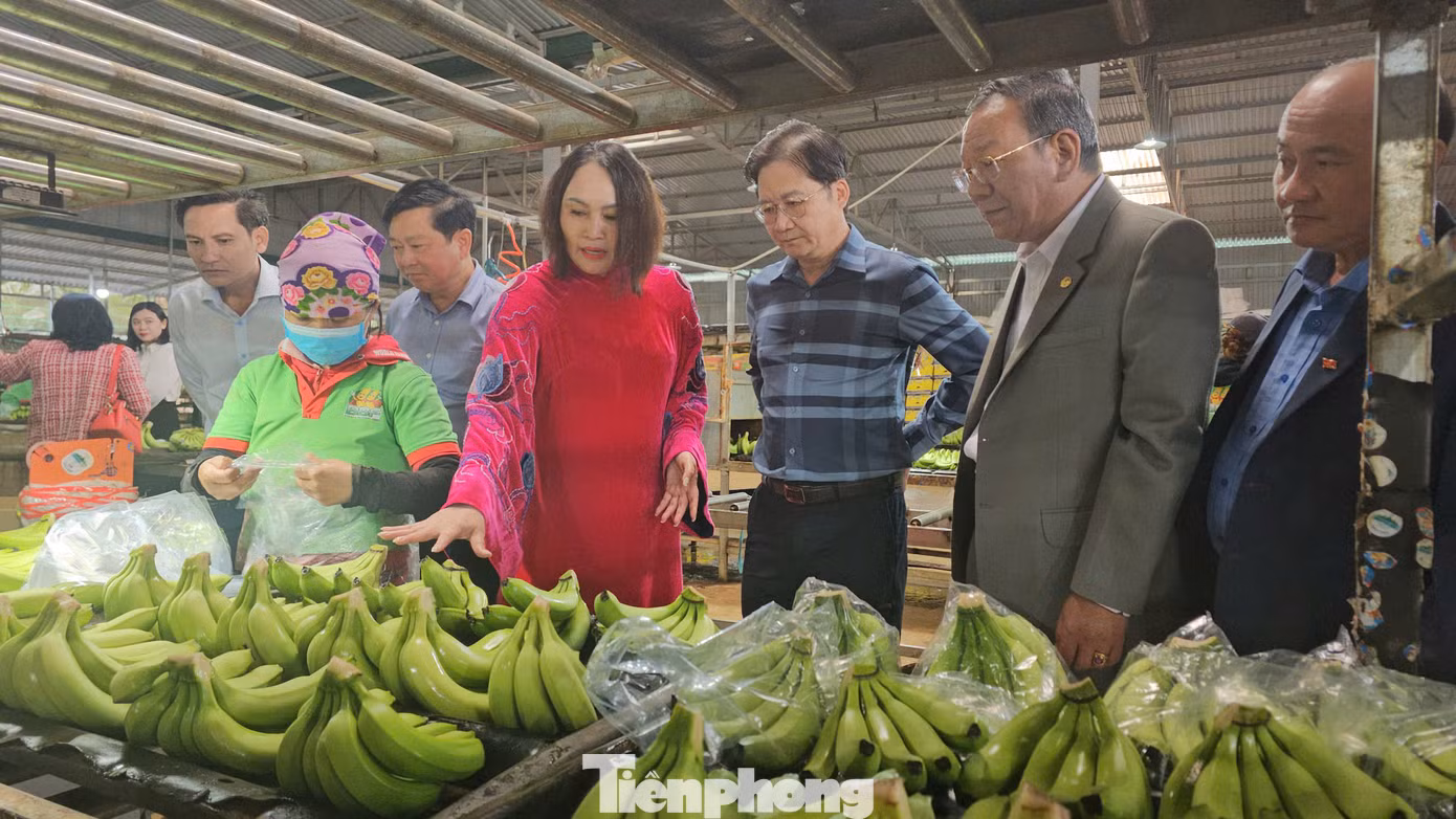 Sản phẩm chuối của tỉnh Đắk Lắk được xuất khẩu chính ngạch.