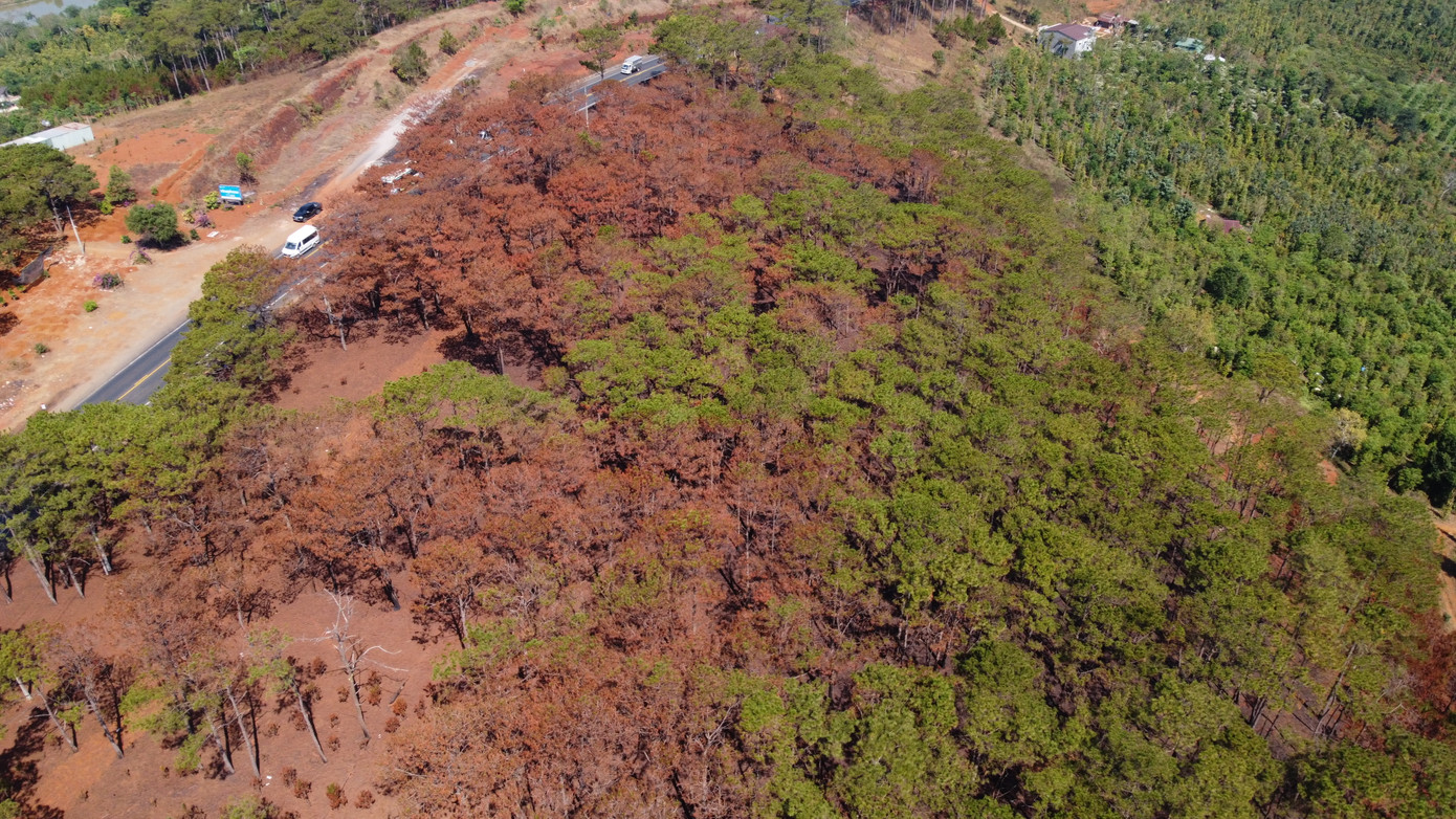 Số lượng lớn thông bị "hóa vàng"