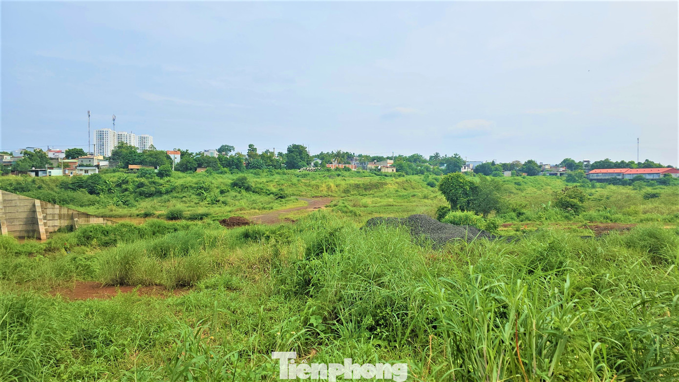 Xung quanh dự án cỏ mọc um tùm