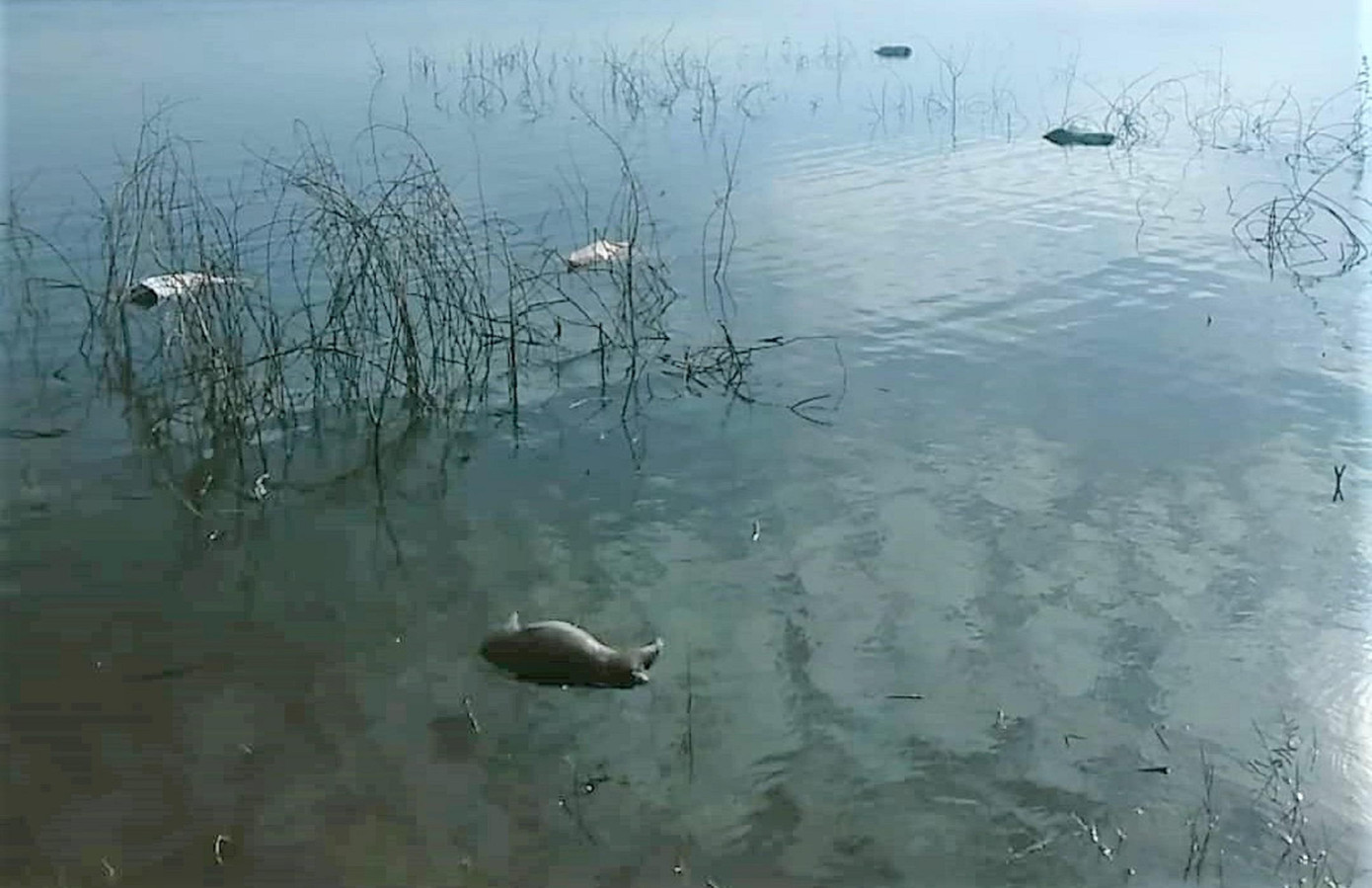 Việc vứt xác động vật bừa bãi ra môi trường tiềm ẩn nguy cơ lây lan dịch bệnh Việc vứt xác động vật bừa bãi ra môi trường tiềm ẩn nguy cơ lây lan dịch bệnh