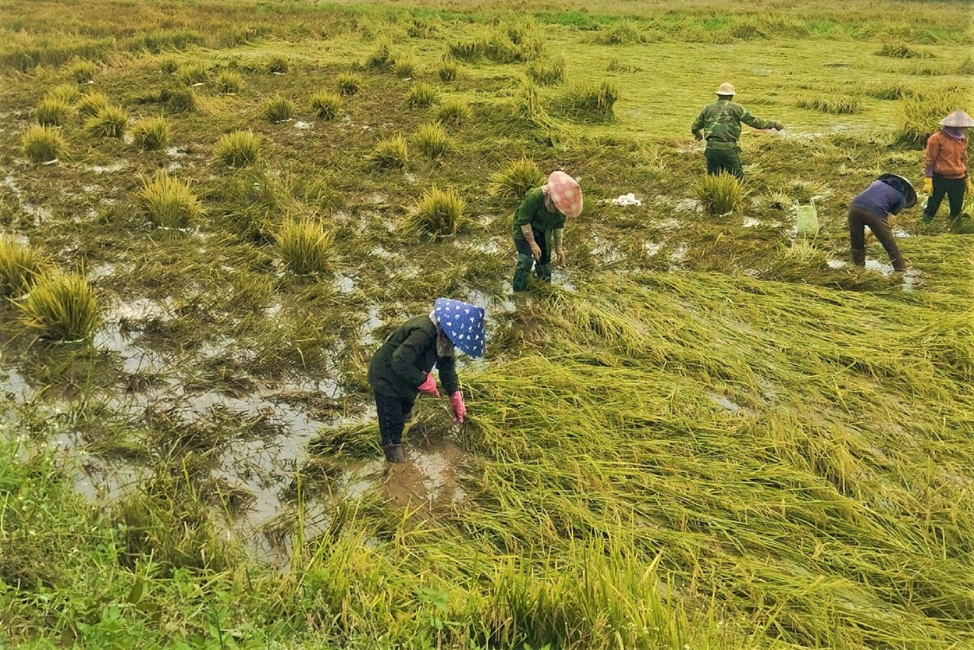 Người dân thu hoạch lúa sau khi nước lũ rút