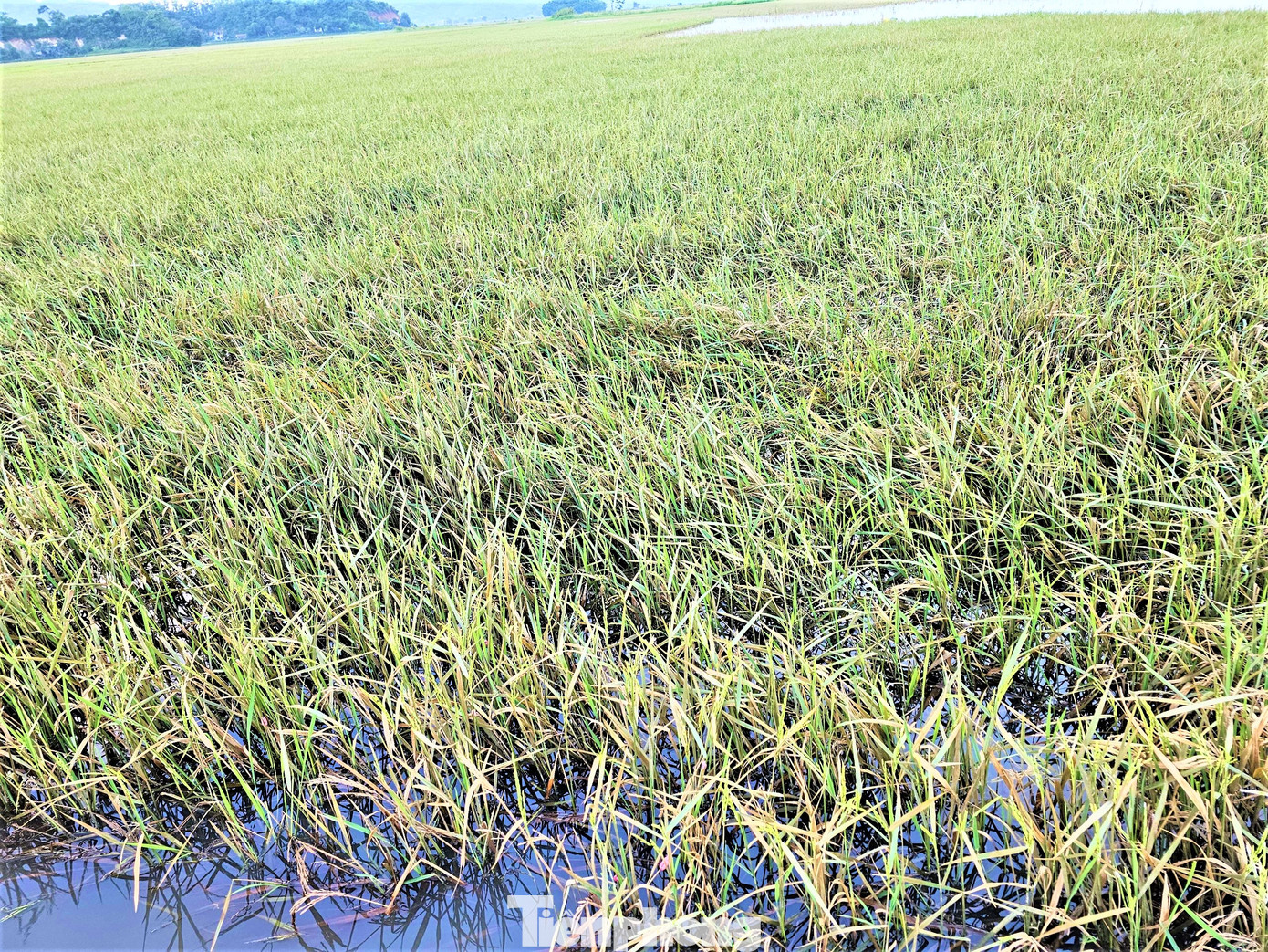 Ngâm nước lâu ngày, lúa bị hỏng, bà con bỏ luôn ngoài đồng