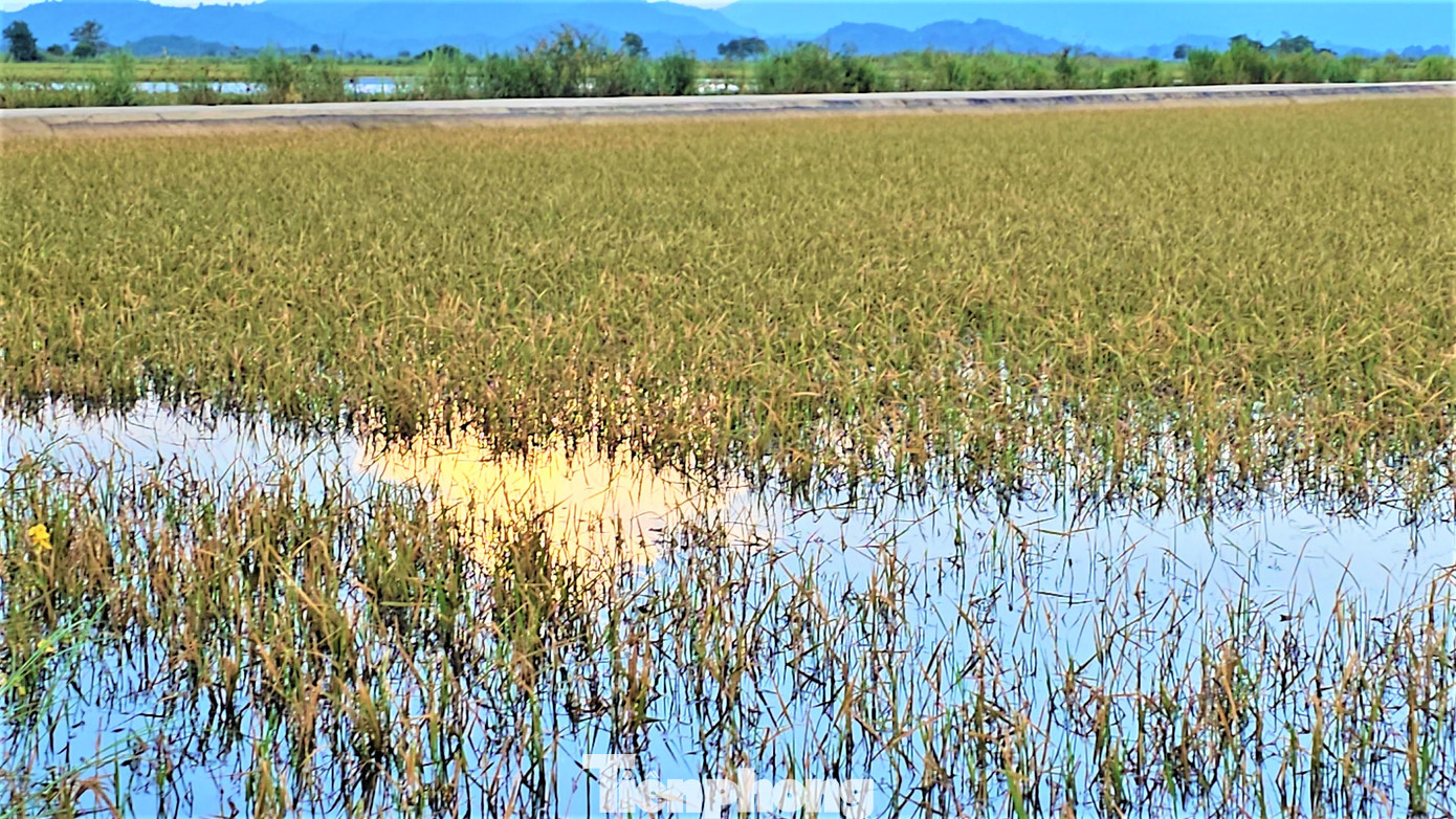 Cánh đồng lúa bị ngập trong nước