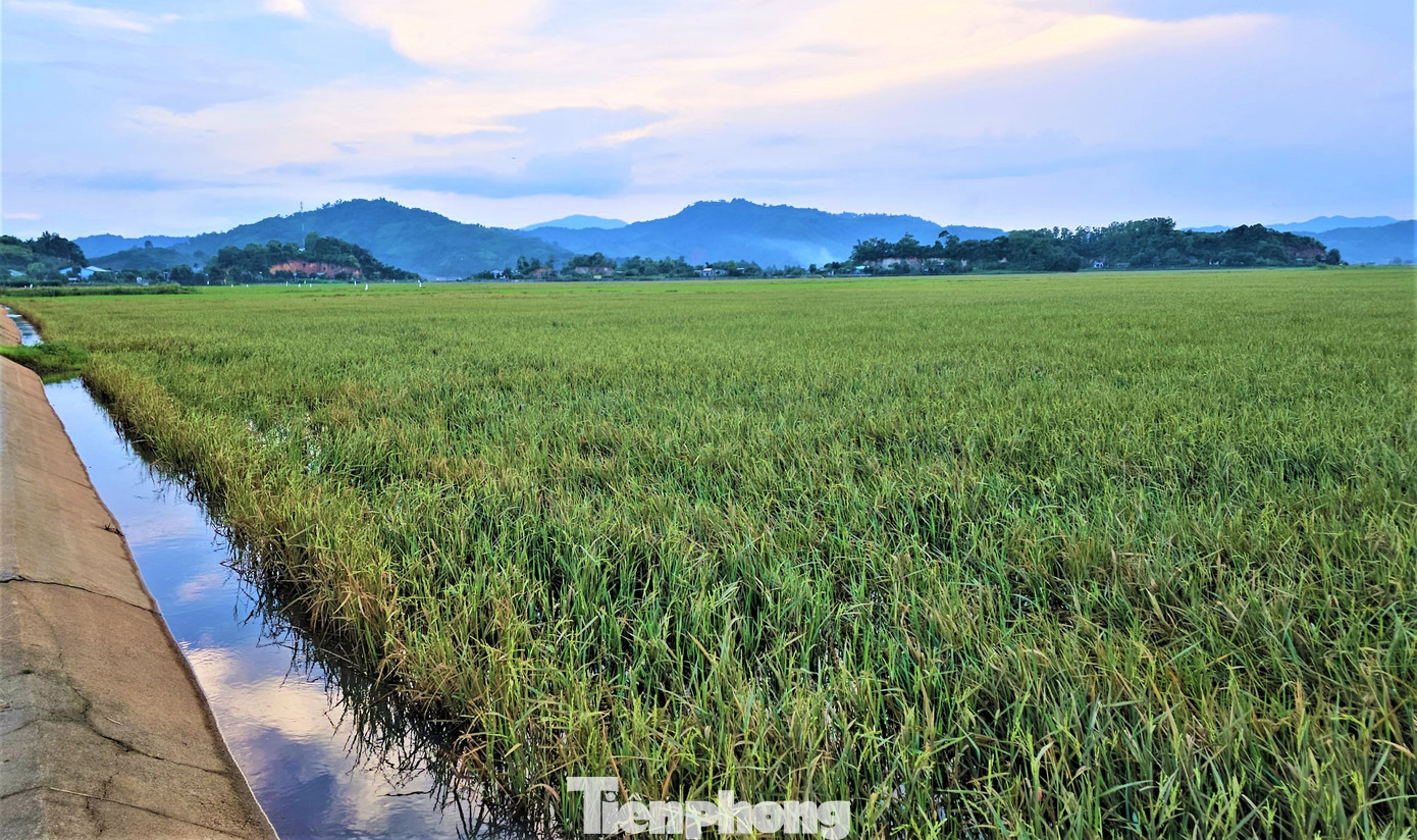 Nhiều diện tích lúa bị ngập nước khi mới trổ đòng nên mất trắng