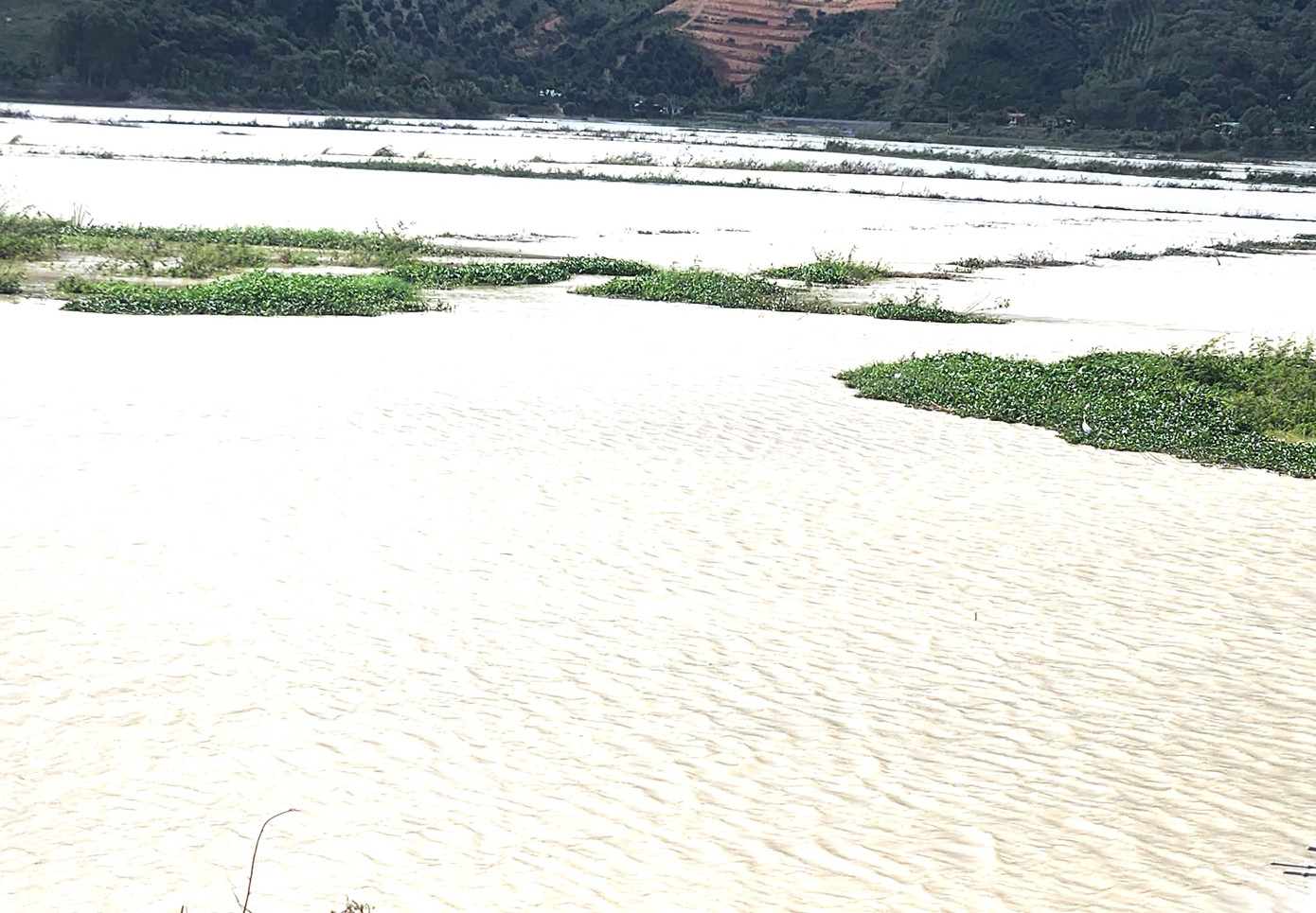 Khoảng 220ha lúa bị ngập giữa mùa khô. Khoảng 220ha lúa bị ngập giữa mùa khô.