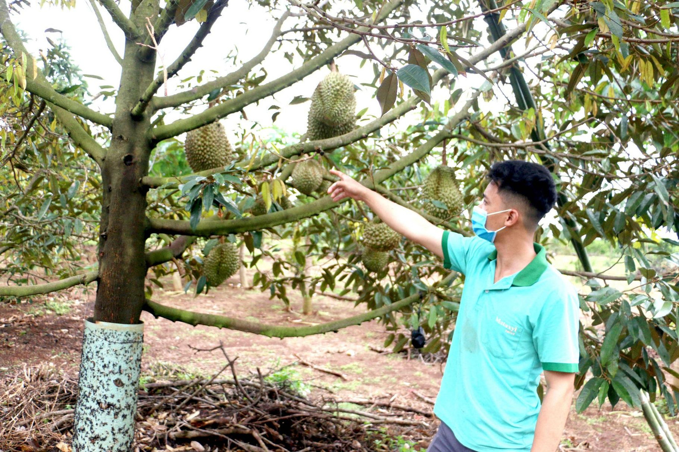 Sầu riêng nhà anh Hùng sắp đến ngày thu hoạch