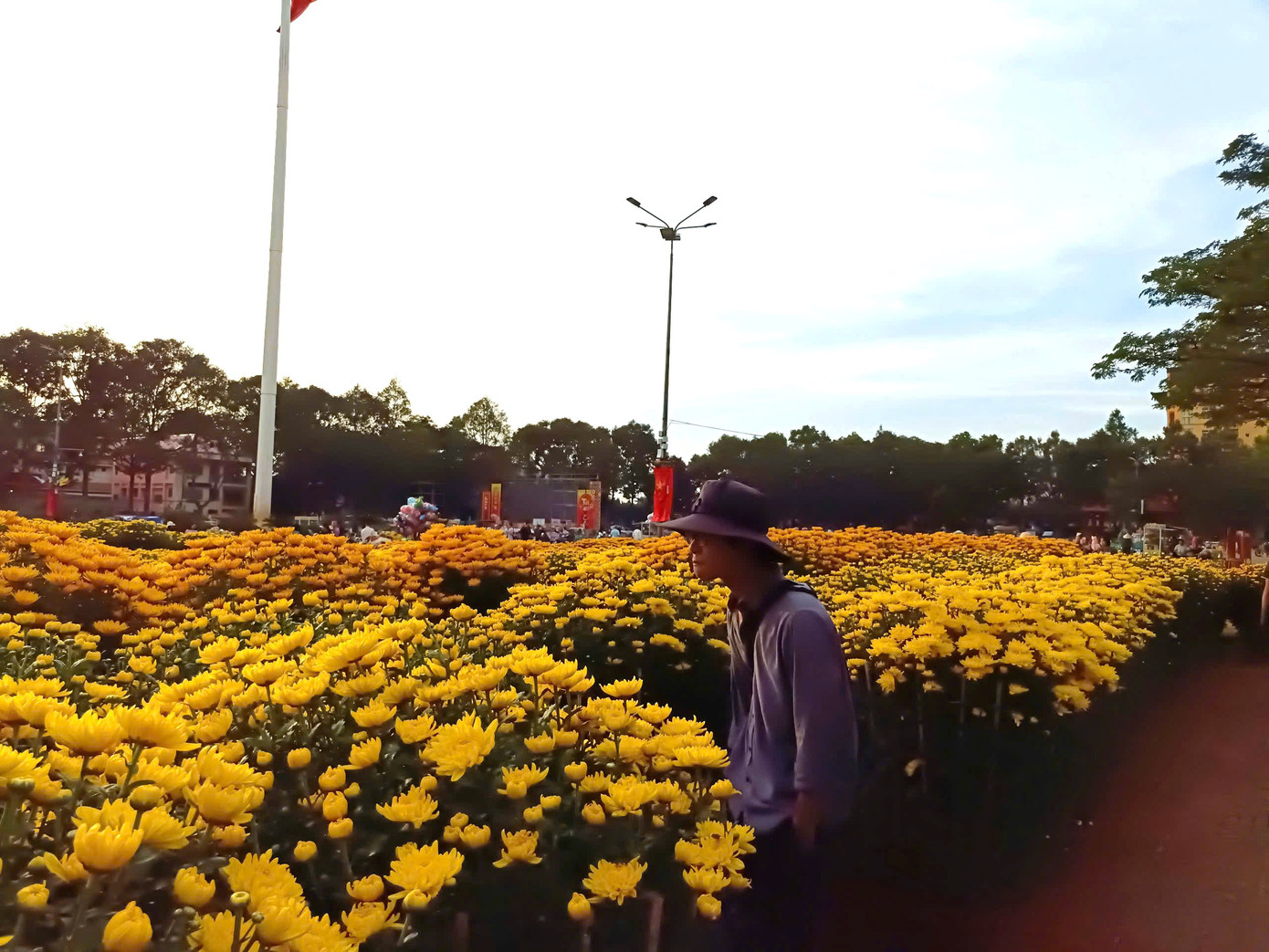 Những chậu hoa cúc "ngóng" người mua. Những chậu hoa cúc "ngóng" người mua.