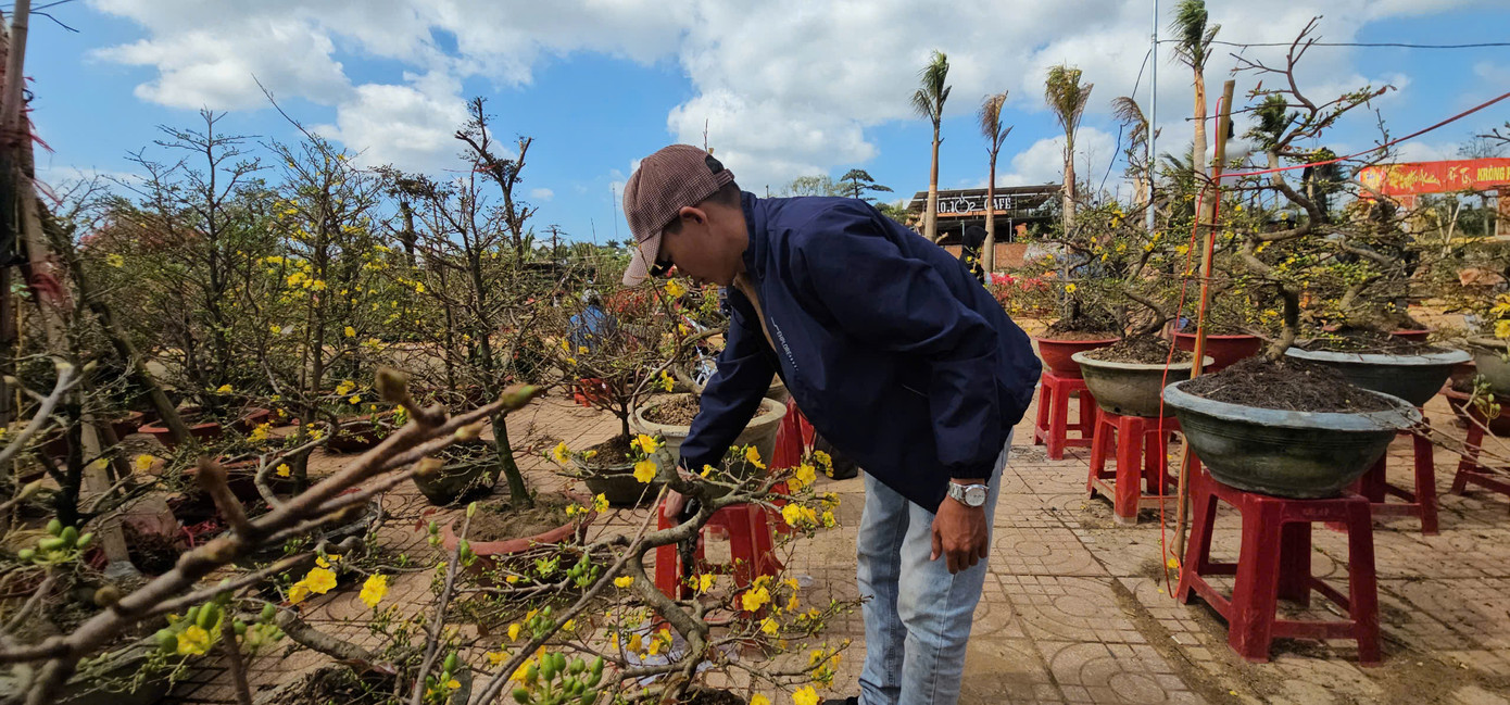 Anh Lê Văn Khoa mang 100 chậu mai nhưng mới bán được 8 chậu. Anh Lê Văn Khoa mang 100 chậu mai nhưng mới bán được 8 chậu.