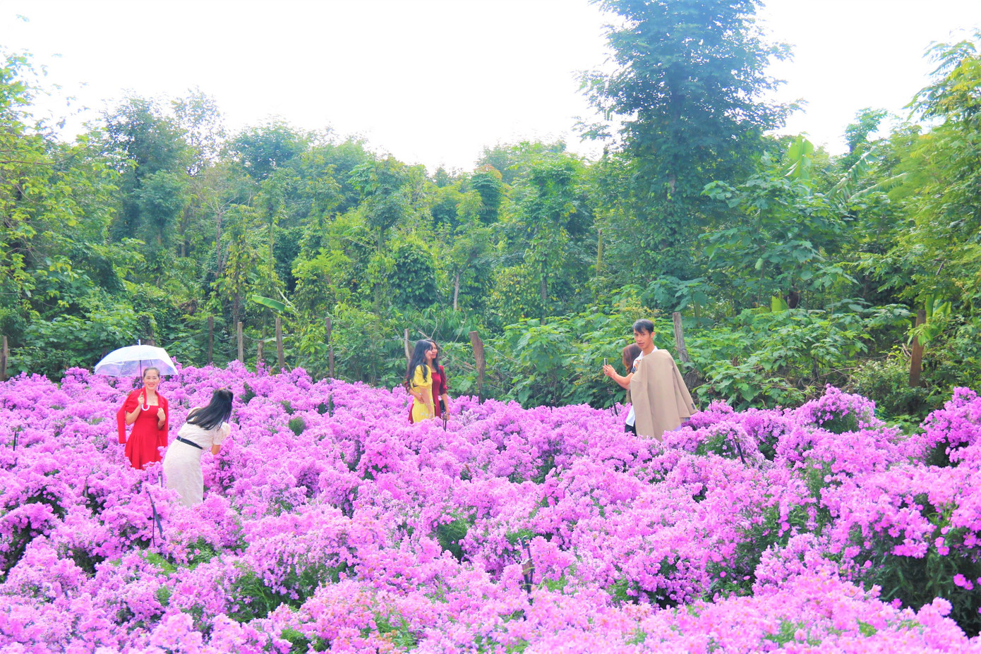 Khu vườn nhỏ giữa lòng Buôn Ma Thuột Khu vườn nhỏ giữa lòng Buôn Ma Thuột