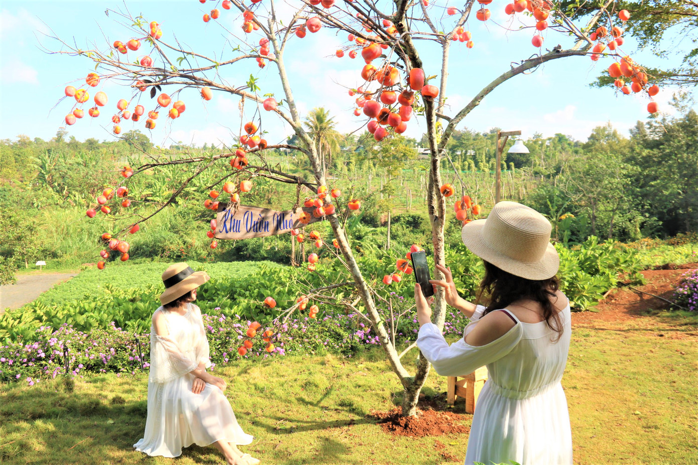 Khu vườn nhỏ trở thành điểm lý tưởng lưu giữ thanh xuân Khu vườn nhỏ trở thành điểm lý tưởng lưu giữ thanh xuân