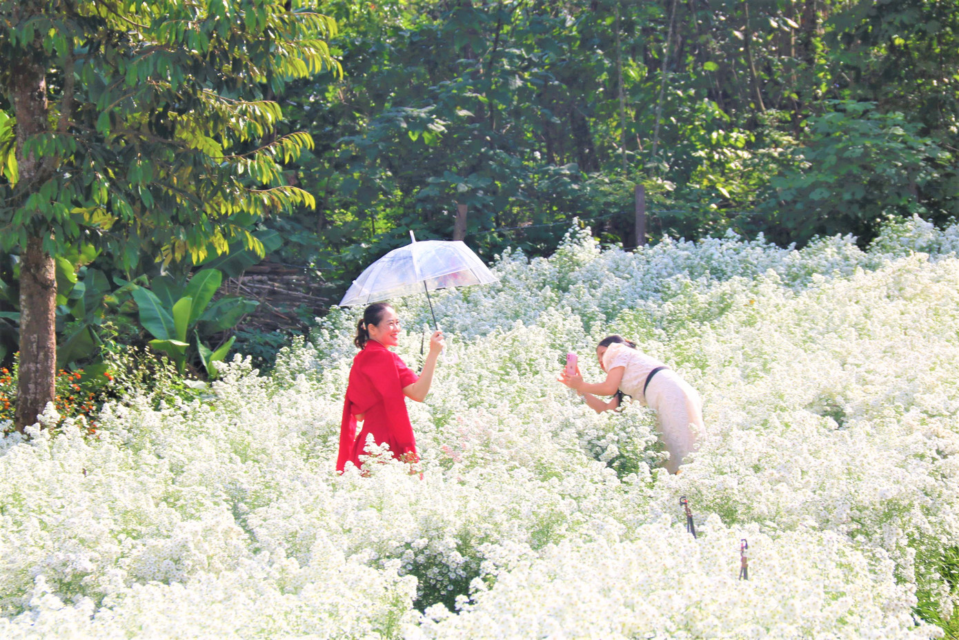 Sắc hoa trắng tô điểm mùa xuân Sắc hoa trắng tô điểm mùa xuân