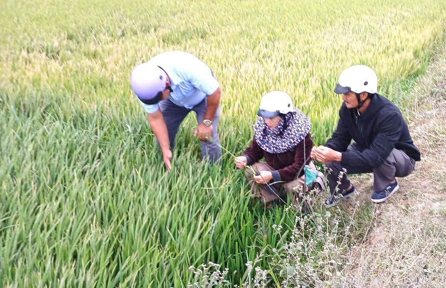 Cây lúa bị nghẹt đòng, không thể trổ bông