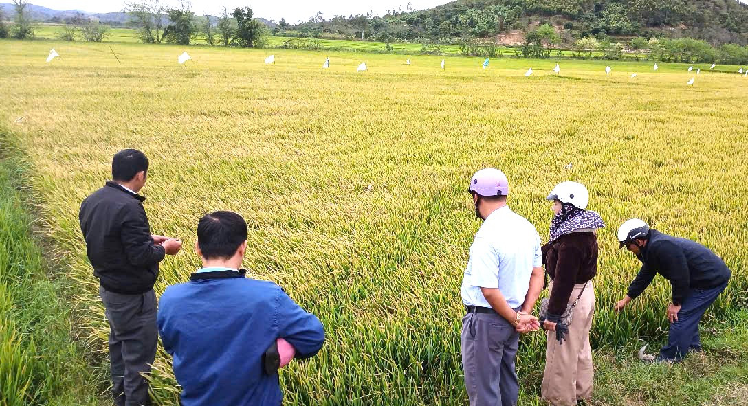 Diện tích thiệt hại lên tới 251,5 héc-ta lúa