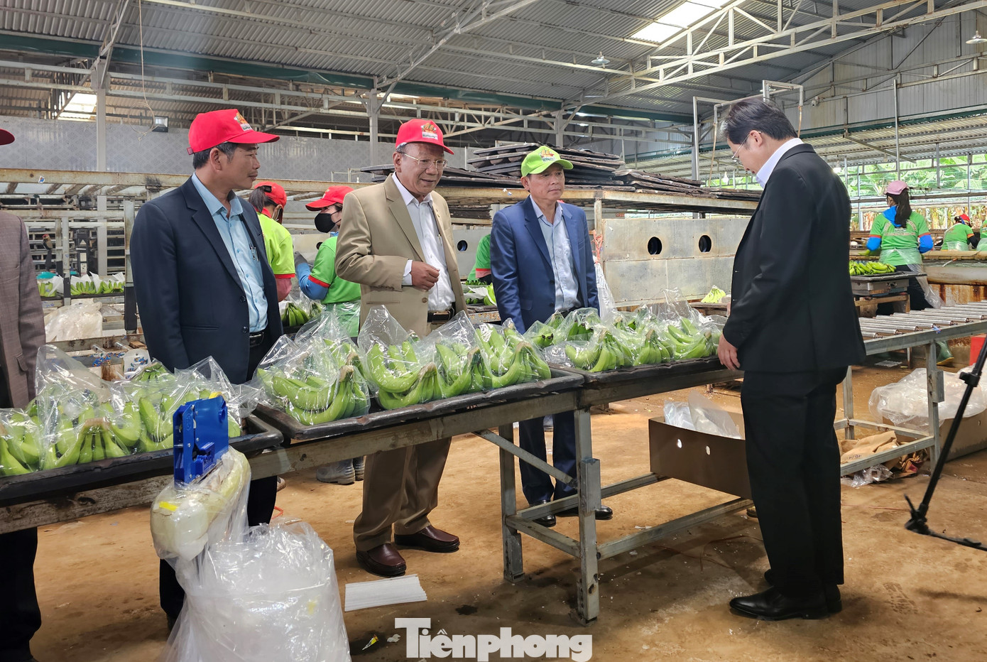 Sản phẩm chuối xuất khẩu được trồng tại Đắk Lắk