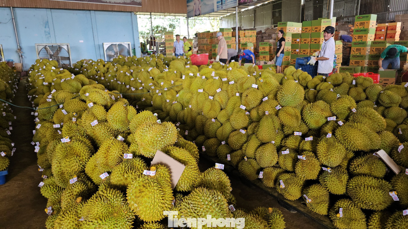 Sầu riêng được sơ chế để xuất khẩu.