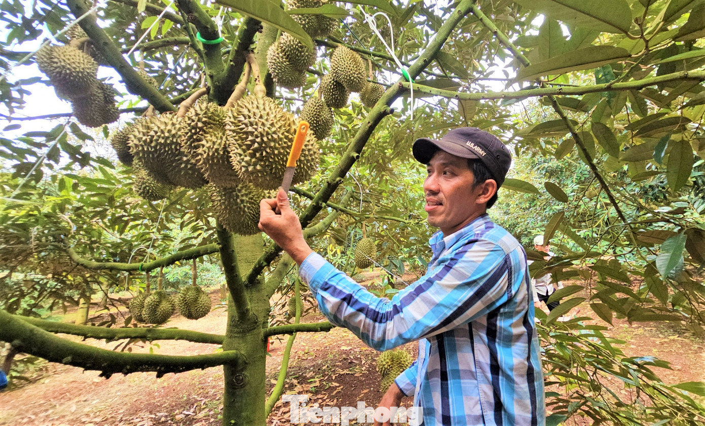 Kiểm tra độ già của sầu riêng trước khi cắt.