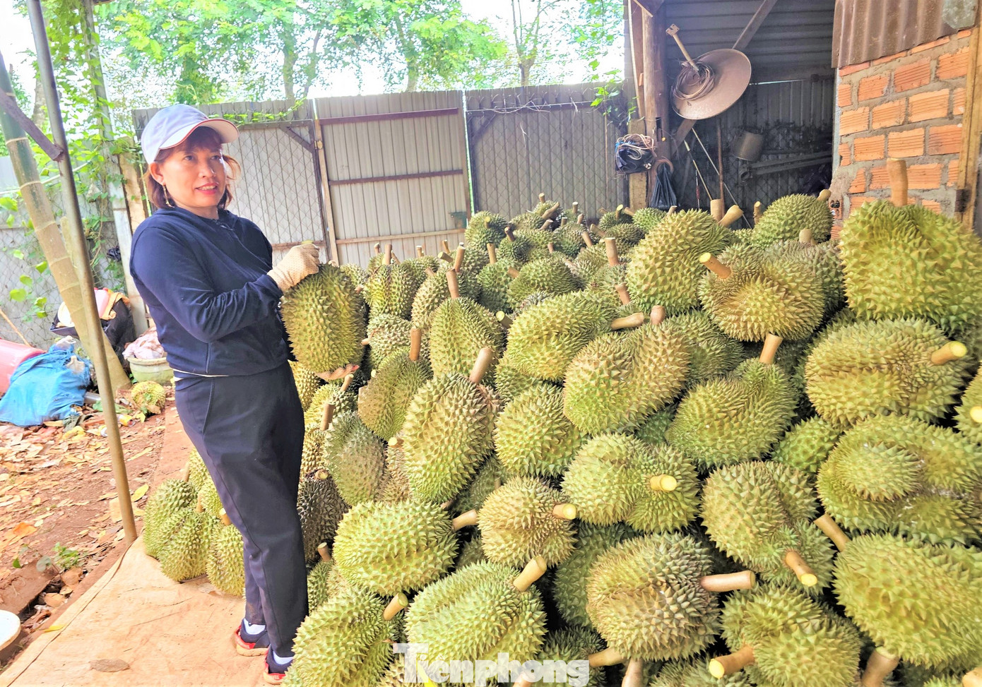 Sầu riêng được tập kết, chờ xe vận chuyển đến vựa sơ chế đóng gói.